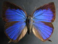 Arhopala madytus - Adult